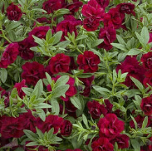 double ruby1